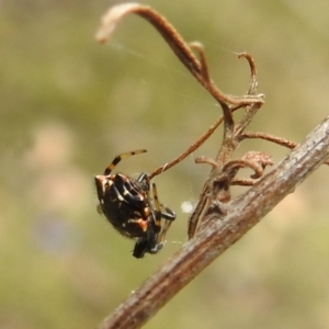 Austracantha minax at Paddys River, ACT - 5 Jan 2022 02:17 PM