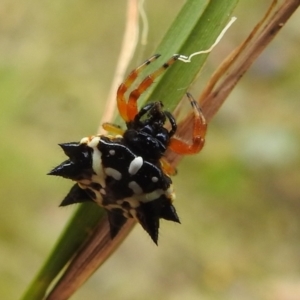 Austracantha minax at Paddys River, ACT - 5 Jan 2022