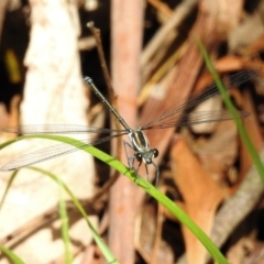 Austroargiolestes icteromelas (Common Flatwing) at Tidbinbilla Nature Reserve - 5 Jan 2022 by JohnBundock