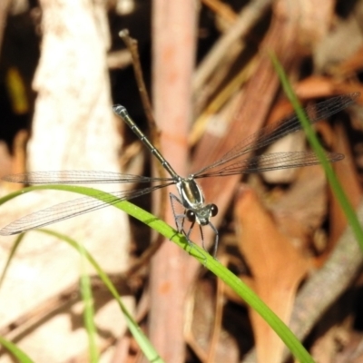 Austroargiolestes icteromelas (Common Flatwing) at Tidbinbilla Nature Reserve - 5 Jan 2022 by JohnBundock