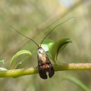 Nemophora sparsella at Paddys River, ACT - 5 Jan 2022 02:27 PM