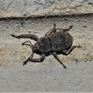 Polyphrades sp. at Paddys River, ACT - 5 Jan 2022