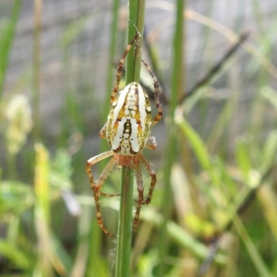 Plebs bradleyi (Enamelled spider) at Paddys River, ACT - 5 Jan 2022 by HelenCross