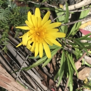 Microseris lanceolata at Cotter River, ACT - 28 Dec 2021