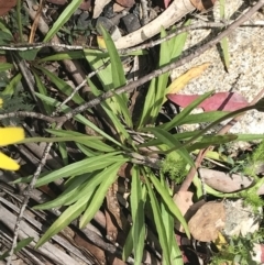 Microseris lanceolata at Cotter River, ACT - 28 Dec 2021