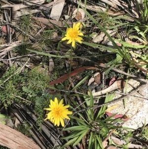 Microseris lanceolata at Cotter River, ACT - 28 Dec 2021