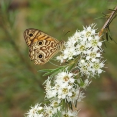 Geitoneura acantha (Ringed Xenica) at Bullen Range - 5 Jan 2022 by HelenCross