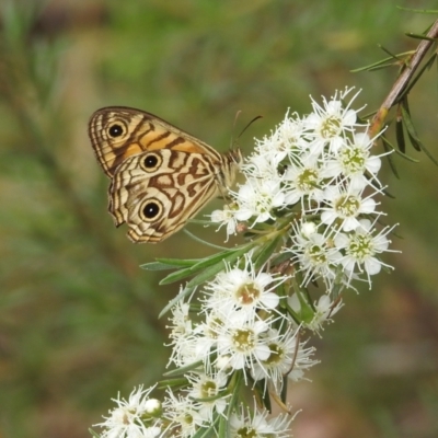 Geitoneura acantha (Ringed Xenica) at Paddys River, ACT - 5 Jan 2022 by HelenCross