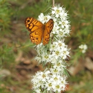 Geitoneura acantha at Paddys River, ACT - 5 Jan 2022