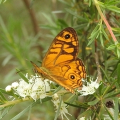 Geitoneura acantha at Paddys River, ACT - 5 Jan 2022