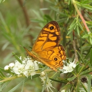 Geitoneura acantha at Paddys River, ACT - 5 Jan 2022