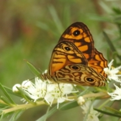 Geitoneura acantha at Paddys River, ACT - 5 Jan 2022