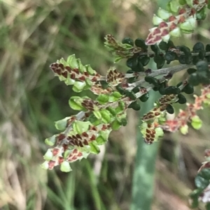 Bossiaea foliosa at Cotter River, ACT - 28 Dec 2021