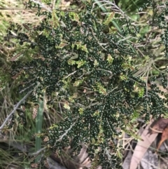 Bossiaea foliosa at Cotter River, ACT - 28 Dec 2021