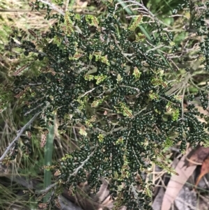 Bossiaea foliosa at Cotter River, ACT - 28 Dec 2021