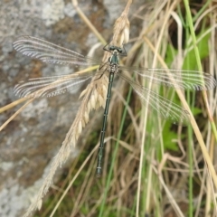 Austroargiolestes icteromelas (Common Flatwing) at Bullen Range - 5 Jan 2022 by HelenCross