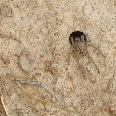 Portacosa cinerea (Grey wolf spider) at Lions Youth Haven - Westwood Farm A.C.T. - 5 Jan 2022 by HelenCross