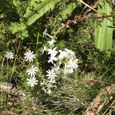 Stackhousia monogyna (Creamy Candles) at Paddys River, ACT - 28 Dec 2021 by Tapirlord