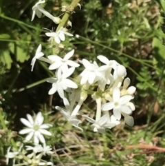 Stackhousia monogyna at Paddys River, ACT - 28 Dec 2021