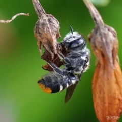 Megachile (Hackeriapis) oblonga (A Megachild bee) at Page, ACT - 5 Jan 2022 by DonTaylor