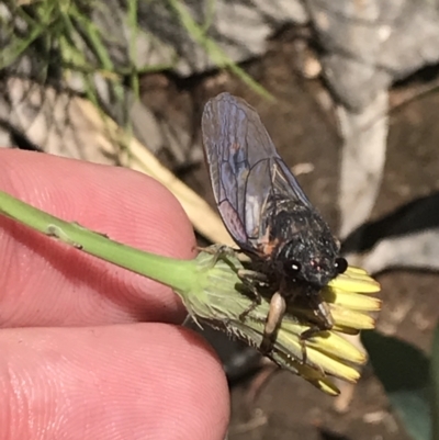 Yoyetta subalpina (Subalpine Firetail Cicada) at Namadgi National Park - 28 Dec 2021 by Tapirlord