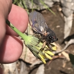 Yoyetta subalpina at Cotter River, ACT - 28 Dec 2021