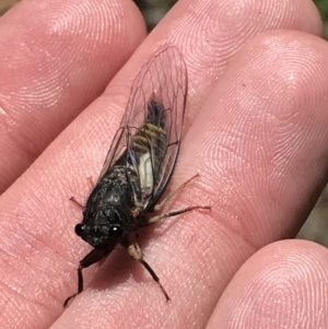 Yoyetta subalpina at Cotter River, ACT - 28 Dec 2021