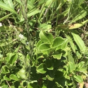 Coprosma hirtella at Cotter River, ACT - 28 Dec 2021