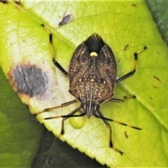 Poecilometis strigatus (Gum Tree Shield Bug) at Wanniassa, ACT - 5 Jan 2022 by JohnBundock