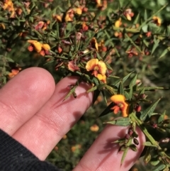 Daviesia ulicifolia subsp. ruscifolia (Broad-leaved Gorse Bitter Pea) at Cotter River, ACT - 28 Dec 2021 by Tapirlord