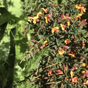 Daviesia ulicifolia subsp. ruscifolia at Cotter River, ACT - 28 Dec 2021