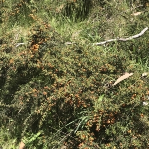 Daviesia ulicifolia subsp. ruscifolia at Cotter River, ACT - 28 Dec 2021