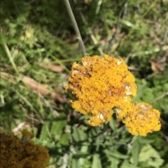 Craspedia aurantia var. aurantia (Orange Billy Buttons) at Cotter River, ACT - 28 Dec 2021 by Tapirlord