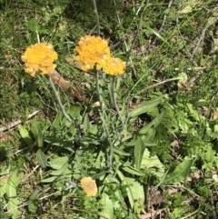 Craspedia aurantia var. aurantia at Cotter River, ACT - suppressed