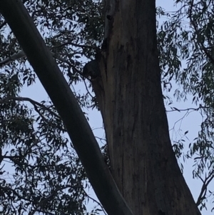 Callocephalon fimbriatum at Garran, ACT - suppressed