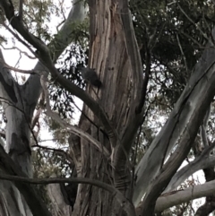 Callocephalon fimbriatum at Garran, ACT - suppressed