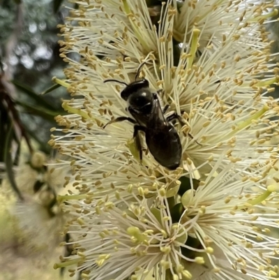 Leioproctus sp. (genus) (Plaster bee) at Murrumbateman, NSW - 5 Jan 2022 by SimoneC