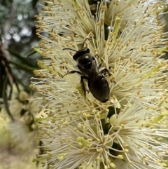 Leioproctus sp. (genus) (Plaster bee) at Murrumbateman, NSW - 5 Jan 2022 by SimoneC