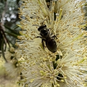 Leioproctus sp. (genus) at Murrumbateman, NSW - 5 Jan 2022