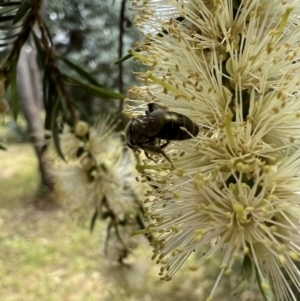 Leioproctus sp. (genus) at Murrumbateman, NSW - 5 Jan 2022 01:27 PM