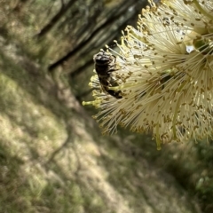 Leioproctus sp. (genus) at Murrumbateman, NSW - 5 Jan 2022 01:27 PM