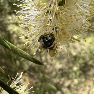 Leioproctus sp. (genus) at Murrumbateman, NSW - 5 Jan 2022