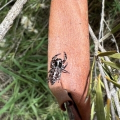 Sandalodes bipenicillatus (Double-brush jumper) at Murrumbateman, NSW - 5 Jan 2022 by SimoneC