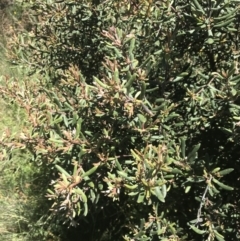 Persoonia subvelutina (Velvety Geebung) at Cotter River, ACT - 28 Dec 2021 by Tapirlord