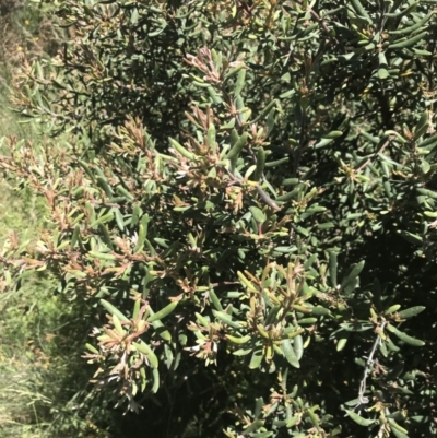 Persoonia subvelutina (Velvety Geebung) at Cotter River, ACT - 28 Dec 2021 by Tapirlord