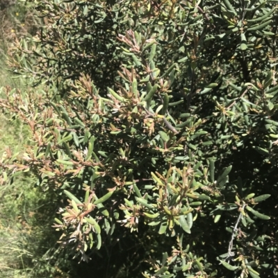 Persoonia subvelutina at Namadgi National Park - 28 Dec 2021 by Tapirlord