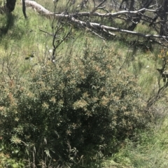 Persoonia subvelutina at Cotter River, ACT - 28 Dec 2021