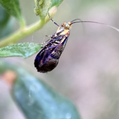 Nemophora sparsella (An Adelid Moth) at Jerrabomberra, NSW - 5 Jan 2022 by SteveBorkowskis