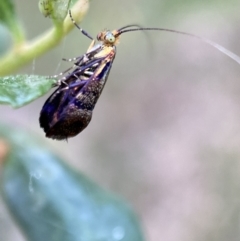 Nemophora sparsella at Jerrabomberra, NSW - 5 Jan 2022