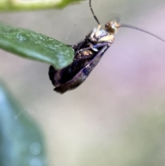 Nemophora sparsella at Jerrabomberra, NSW - 5 Jan 2022 07:18 AM